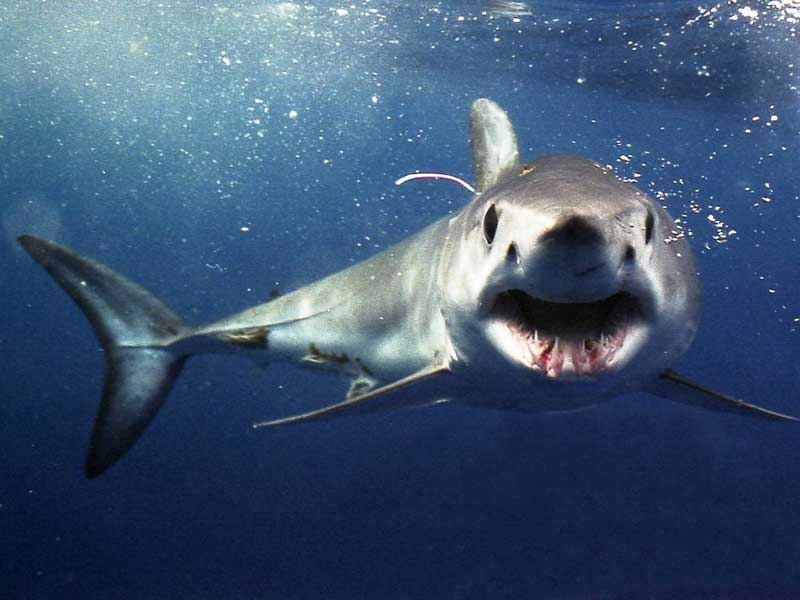Major Competitions - shark & gamefish challenge